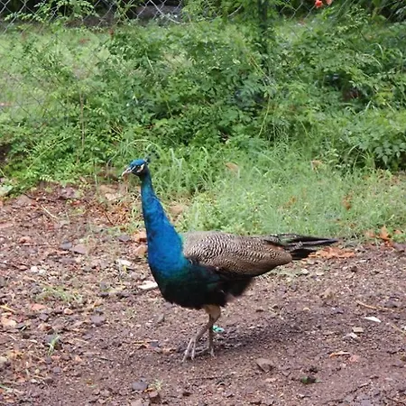 Maji Village Campeggio Çıralı